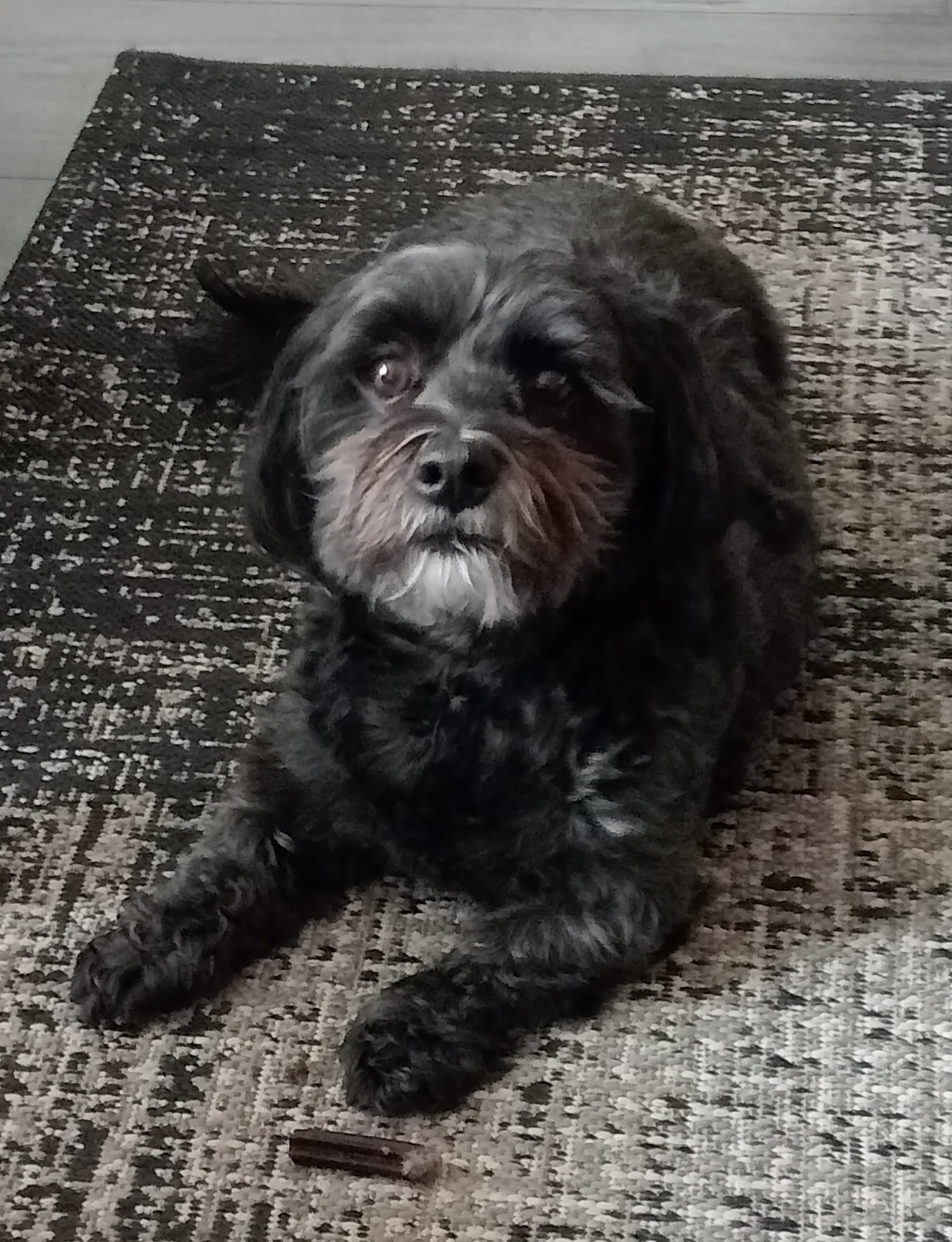 Getrimde zwarte hond met grijze snuit, liggend op een vloerkleed