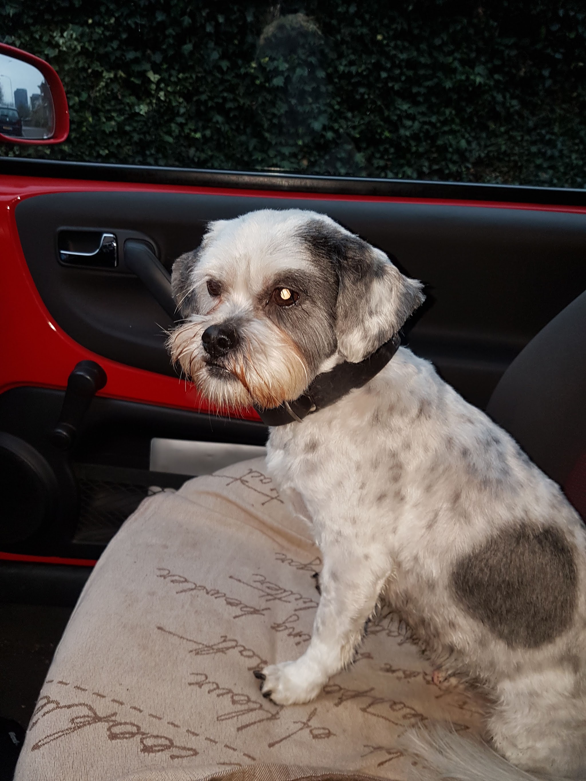 Getrimd grijs-wit hondje met een donkere vlek op de rug, zittend op een autostoel
