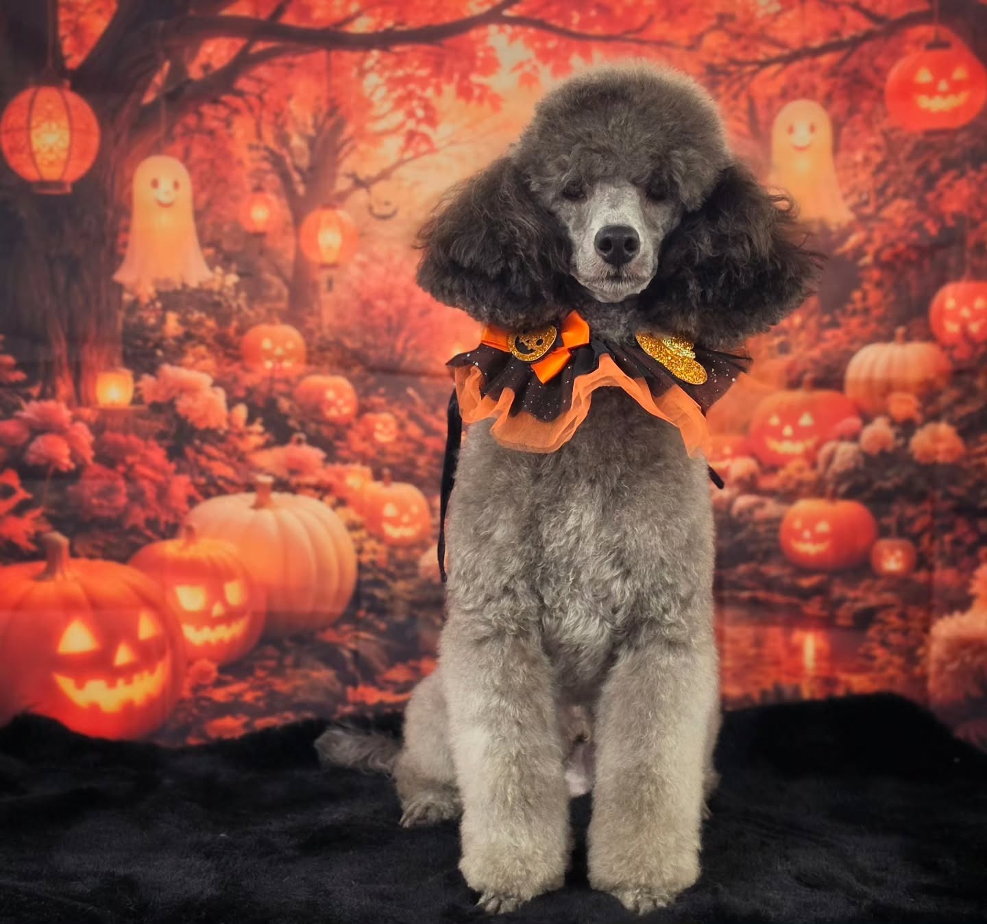 Grijze poedel met een oranje kraag voor een herfstdecor met pompoenen