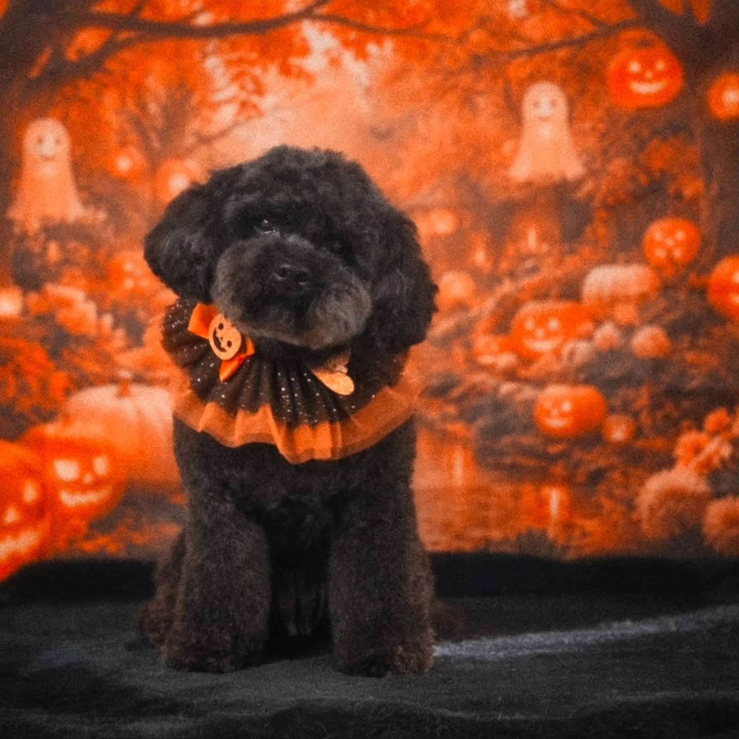 Zwarte krullige hond met een oranje kraag