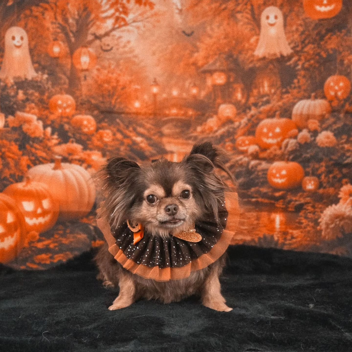 Klein langharig bruin hondje met een oranje-zwarte kraag