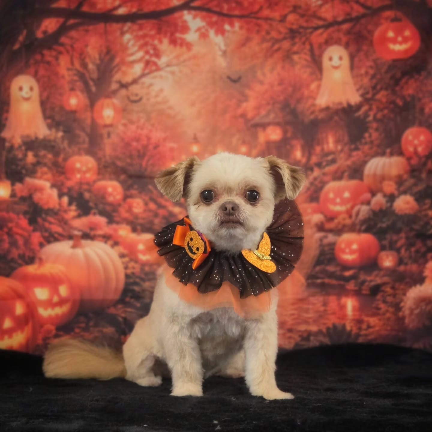 Licht crèmekleurig hondje met een zwart-oranje kraag