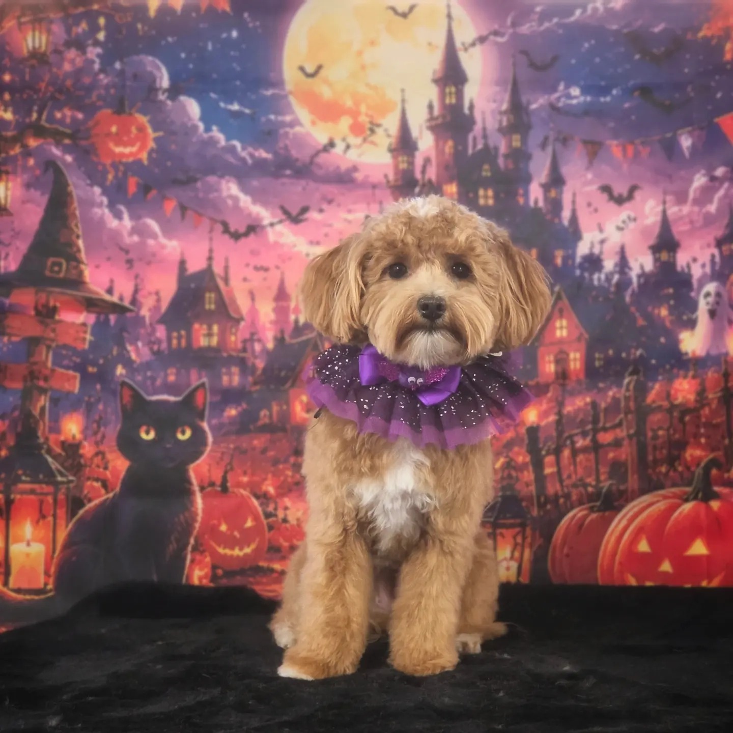 Goudblonde krullige hond met een paarse kraag voor een decor met een kasteel en een volle maan